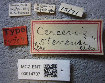 Media type: image;   Entomology 14707 Aspect: labels